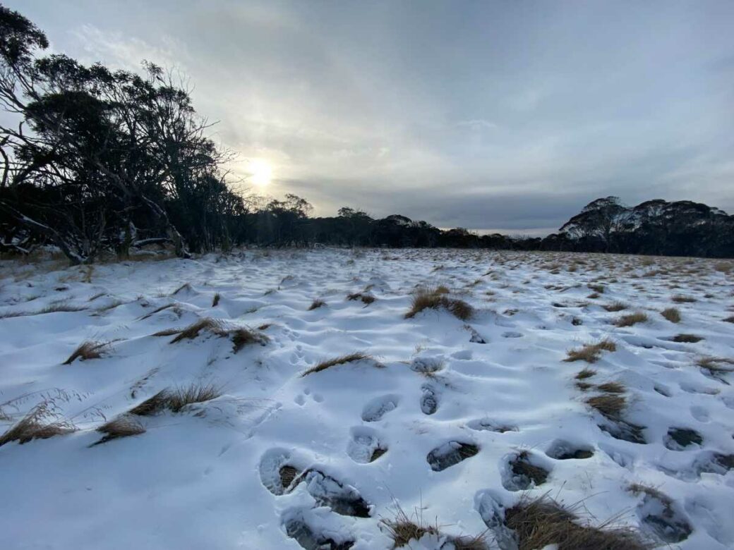 Natural bushland camping area surrounding JB Plain Hut in Victoria's alpine region