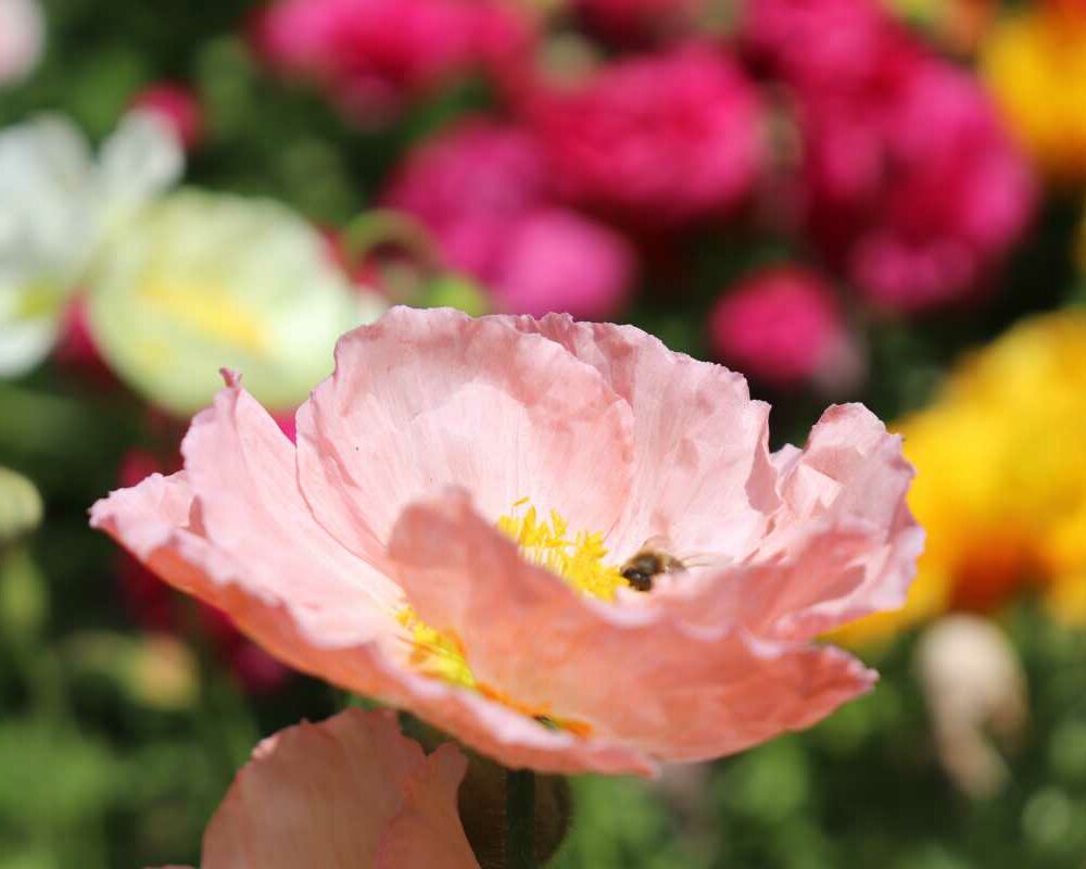Intricate flower bed patterns at Toowoomba Carnival of Flowers Queensland