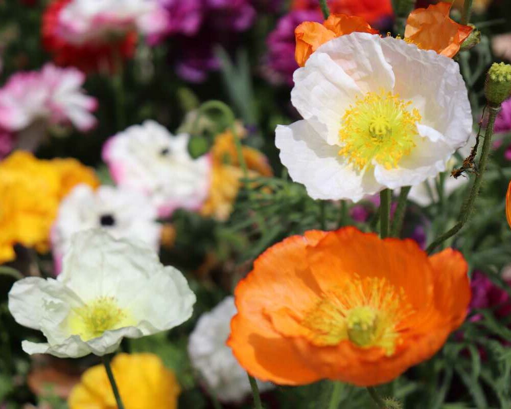 Ornamental garden beds at Toowoomba Carnival of Flowers Queensland