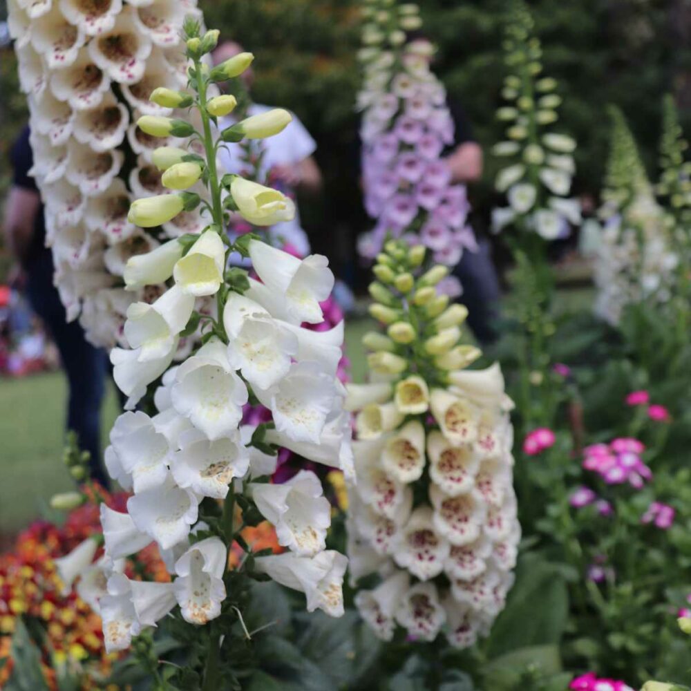 Close-up of colorful flowers at Toowoomba Carnival of Flowers Queensland