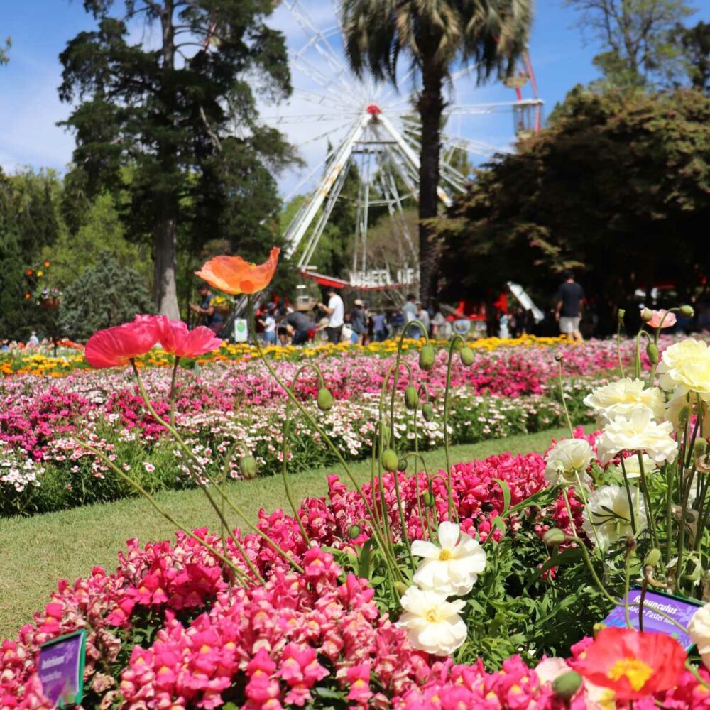 Mixed flower garden at Toowoomba Carnival of Flowers Queensland