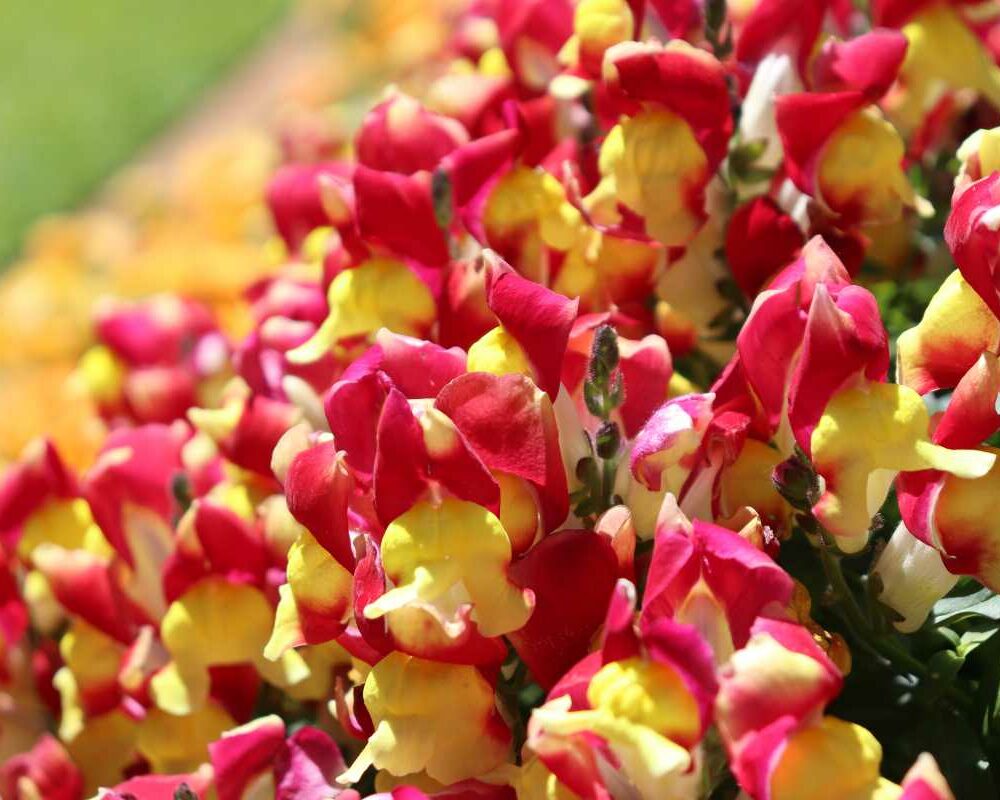 Manicured flower beds at Toowoomba Carnival of Flowers Queensland