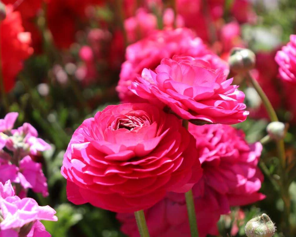 Garden landscape at Toowoomba Carnival of Flowers Queensland