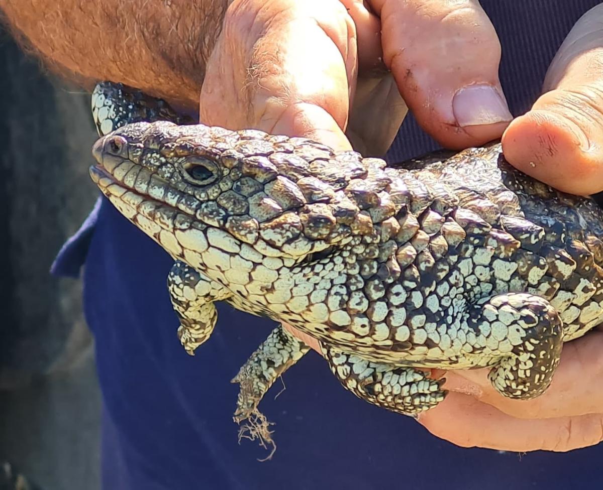 Budget camping at Burners Beach, South Australia Camps Australia Wide
