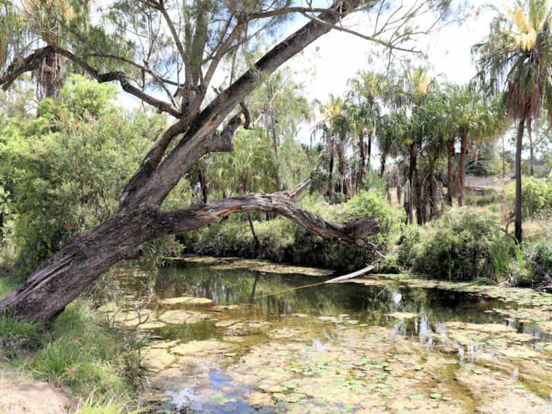 Marg McIntosh Park Widgee QLD