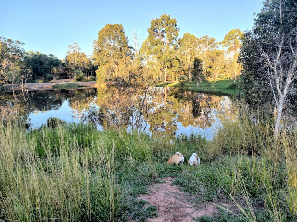 Camping area at Buxton Bush Retreat near Childers, Queensland with grassy sites and shaded trees
