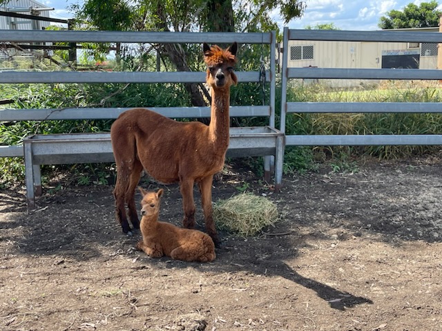 Farm activities and attractions at Lawgi Heritage Park, Queensland