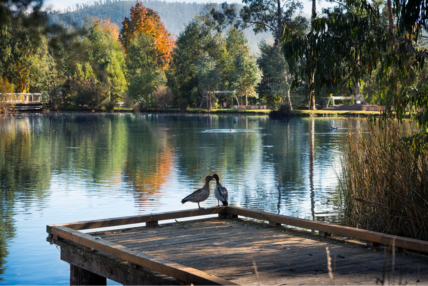 Gallipolli Park courtesy Murrindindi Shire