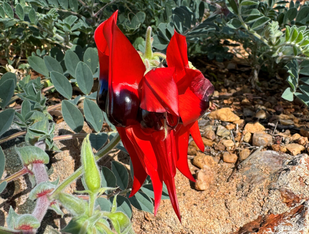 Sturt's Desert Pea wildflowers with distinctive red and black petals