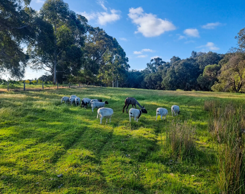 Scenic green pastures and countryside views at Willowbrook Farm Caravan Park, WA