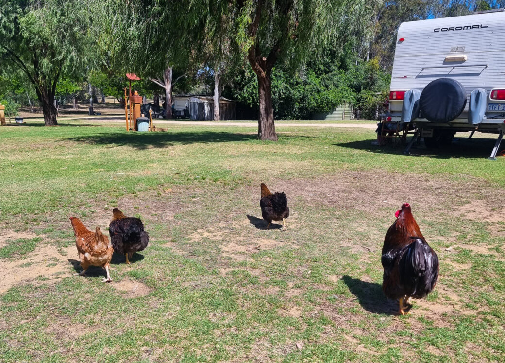 Farm animals including sheep and livestock at Willowbrook Farm, Western Australia