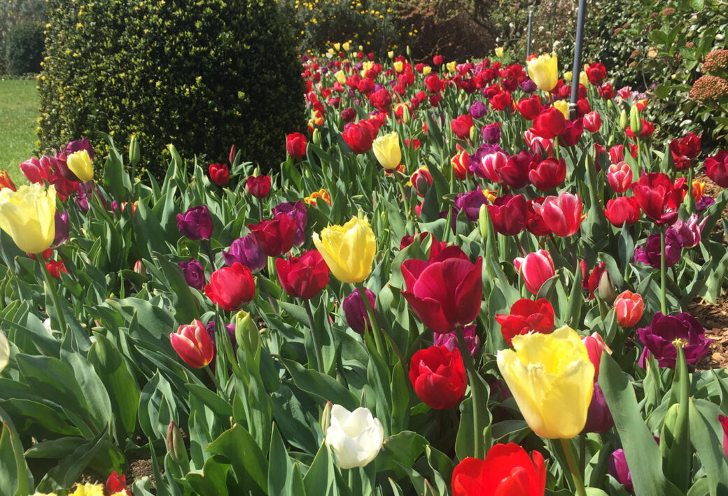 Vibrant rows of tulips in full bloom at Bowral spring flower festival