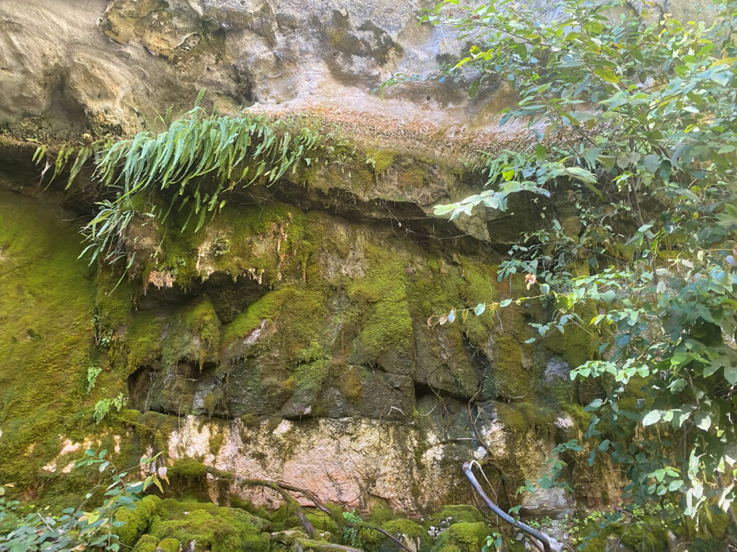Lush green ferns and moss covering rocks at Moss Garden, Carnarvon Gorge Queensland