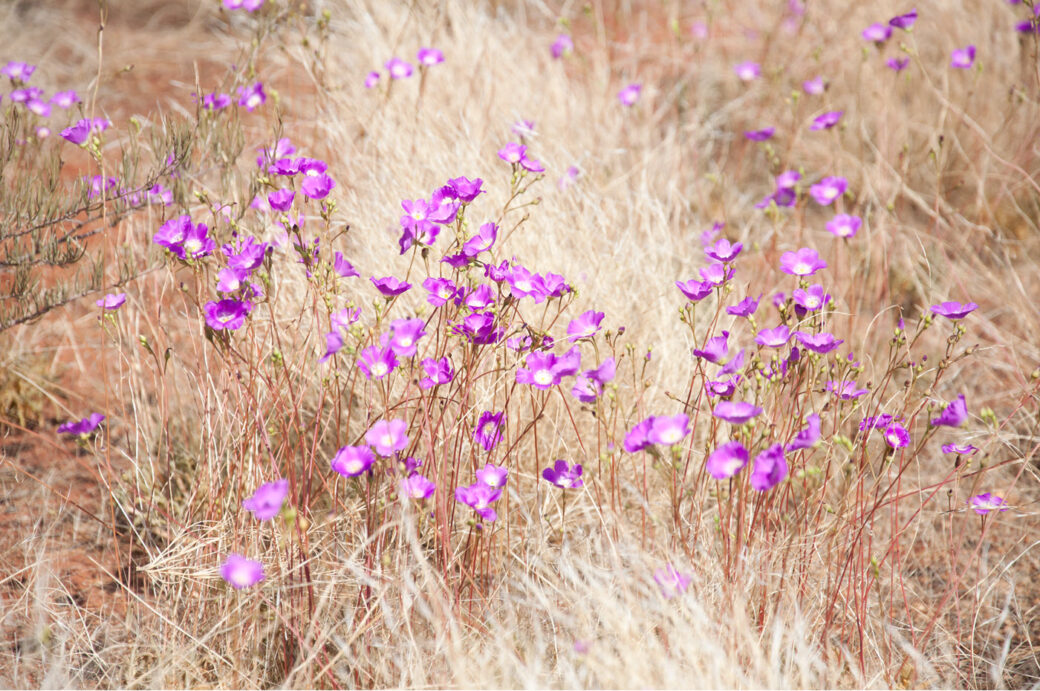 Colorful spring wildflowers blooming across Australian bushland camping area