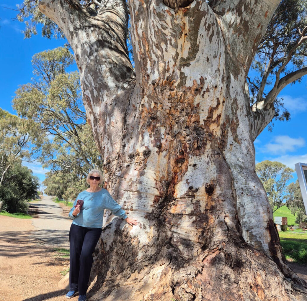 Historic tree growing in the middle of the road near brewery in Melrose, South Australia