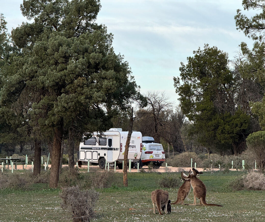 Wild kangaroos grazing near the main campground at Mungo National Park, NSW