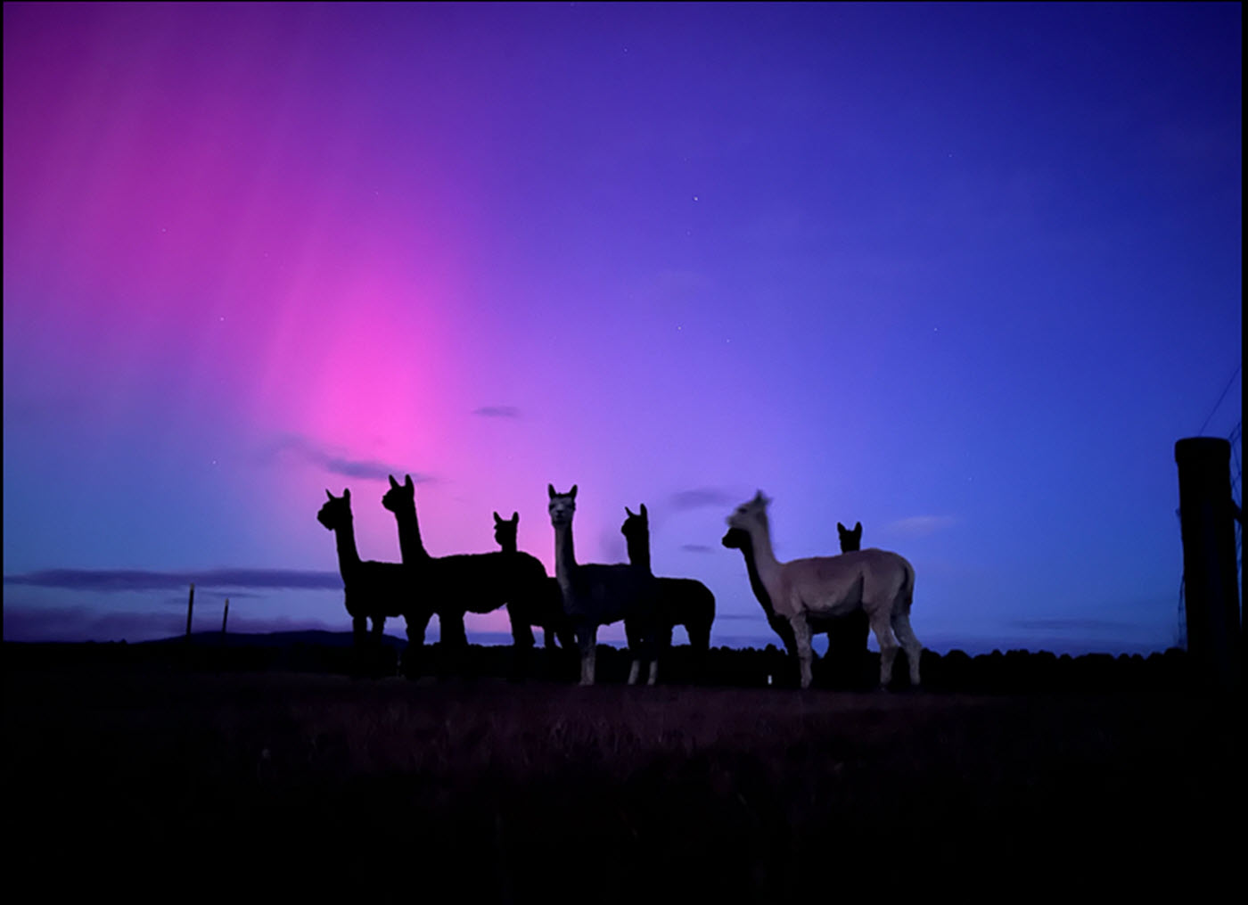 Waratah Alpaca and Pepperberry Farm