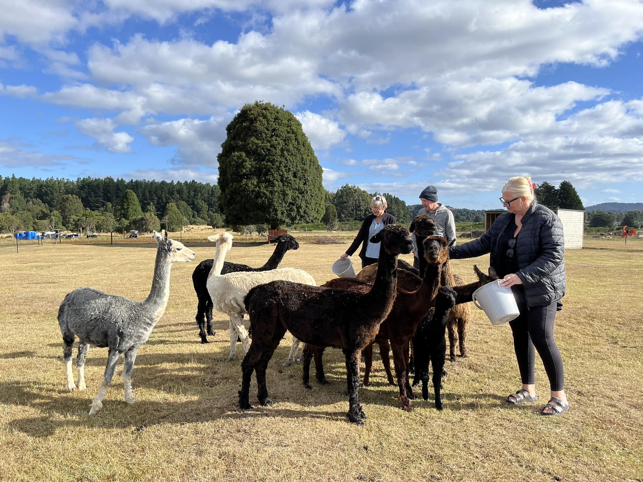 Alpacas grazing at Waratah Alpaca and Pepperberry Farm in Tasmania