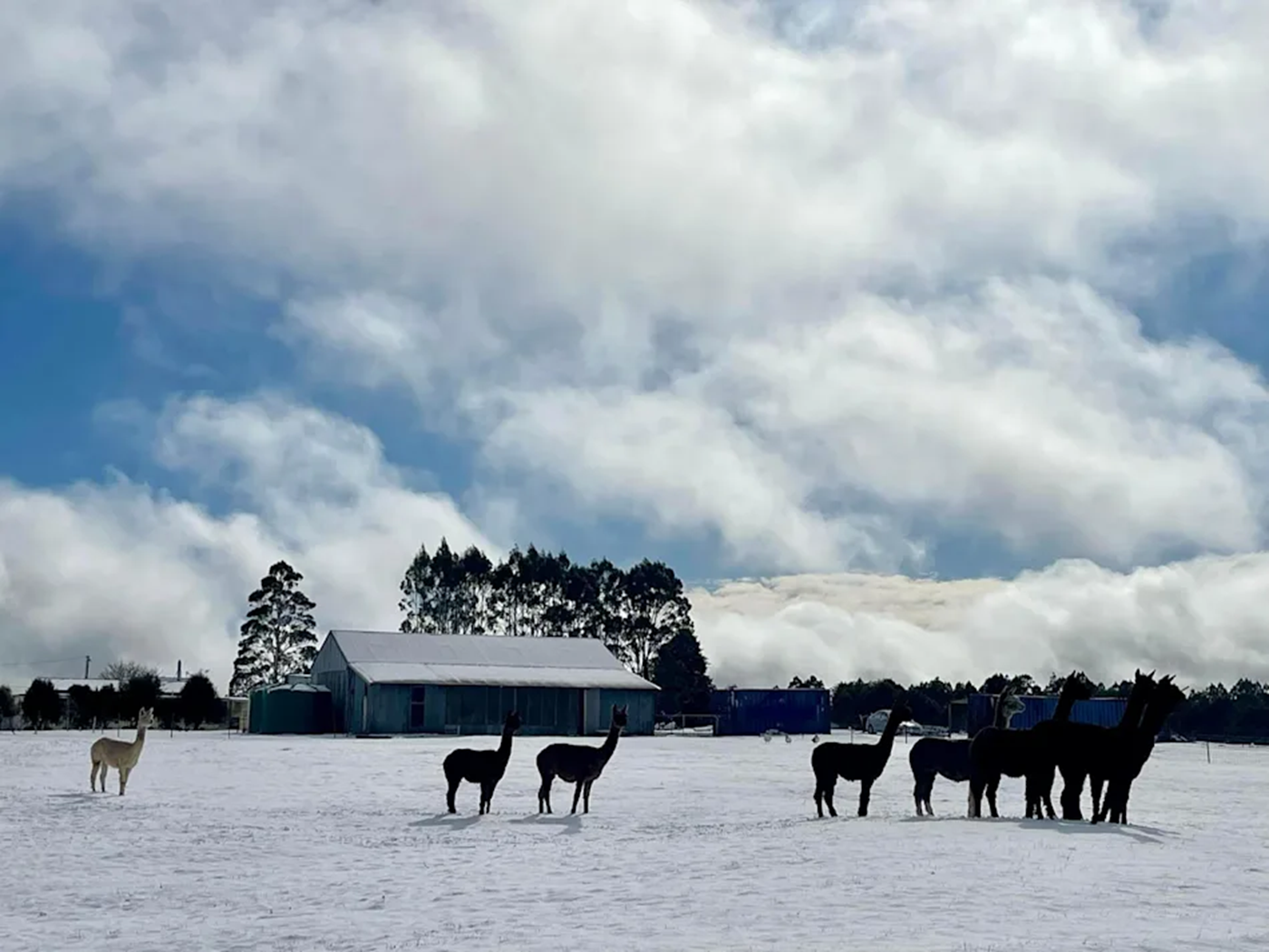 Snow-covered landscape during winter at Waratah Alpaca and Pepperberry Farm, Tasmania