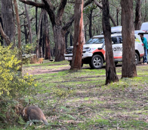Sawpit Campground Victoria