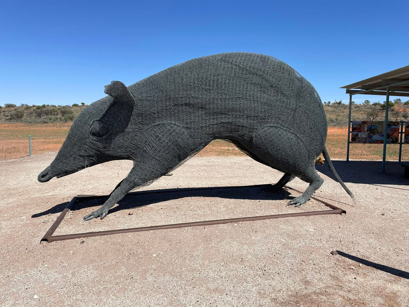 Big Bandicoot - thanks to Heather Stevenson