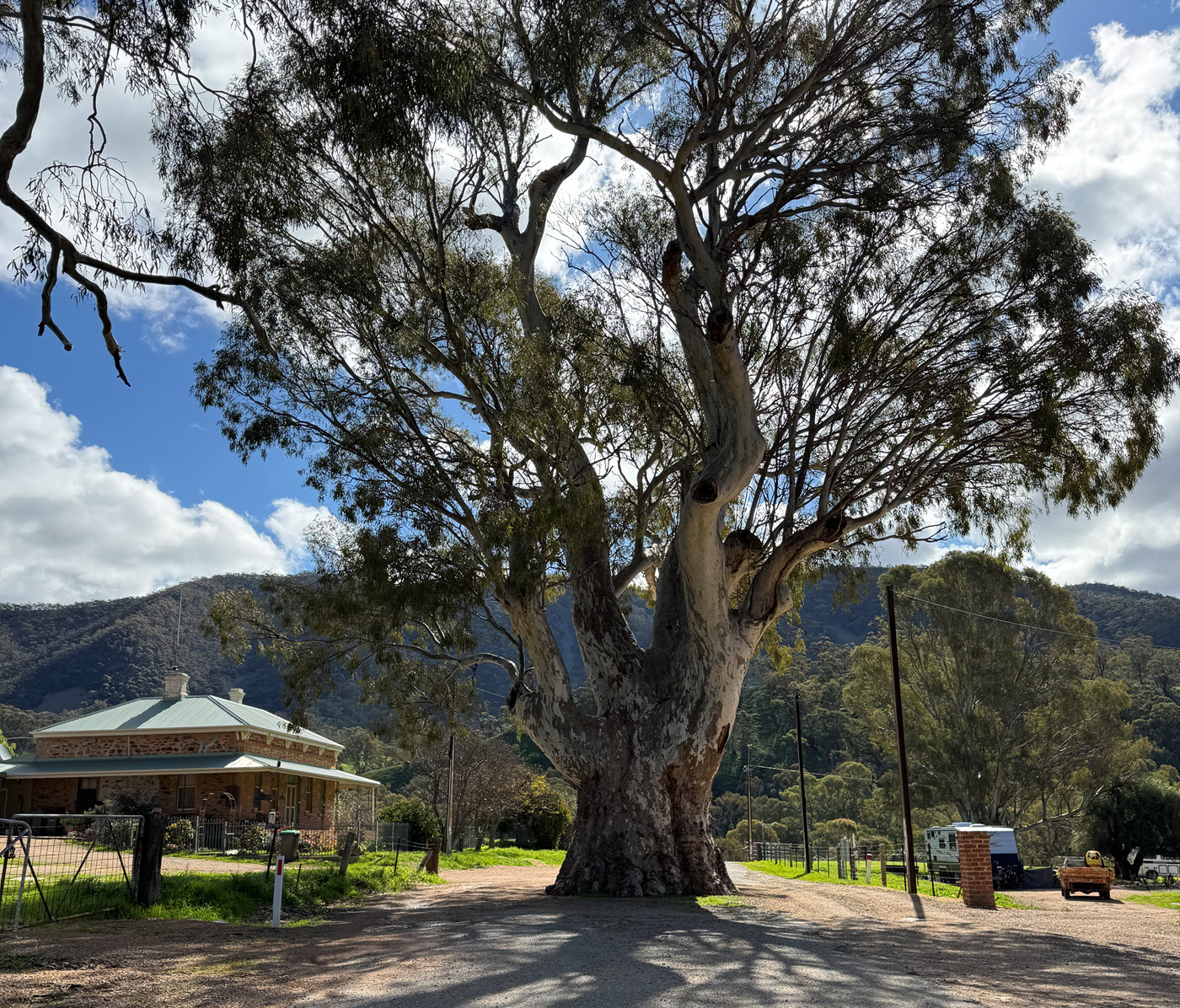 Brewery Tree, South Australia